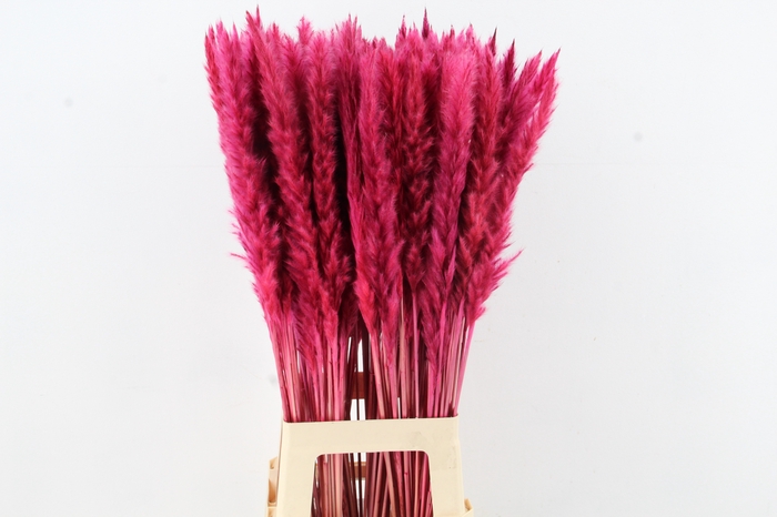 <h4>DF Pampas Silvy Cerise</h4>