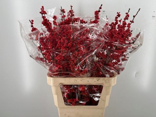 <h4>ILEX VE RODE BES</h4>