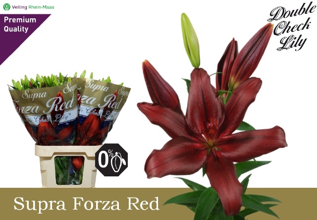 <h4>LI LA FORZA RED</h4>