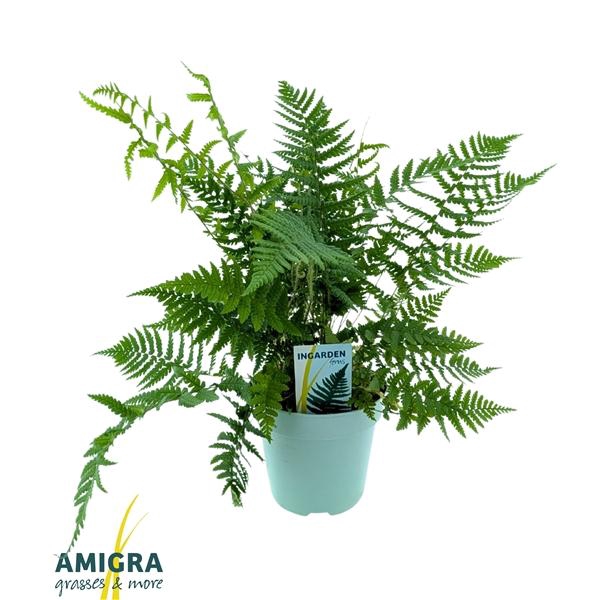 <h4>Dryopteris affinis</h4>
