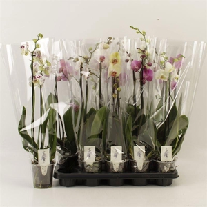 PHAL GEM 6 KL