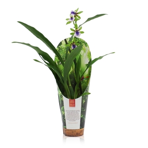 Inca Zygopetalum Impasto Green 9cm 1 spike in luxury jungle cover