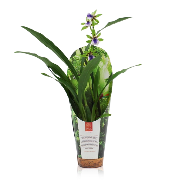 <h4>Inca Zygopetalum Impasto Green 9cm 1 spike in luxury jungle cover</h4>