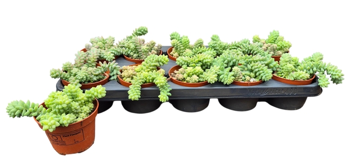 <h4>SEDUM BURRITO</h4>