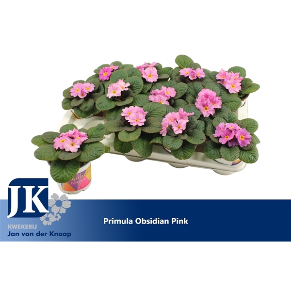 <h4>Primula Pink Winterhard</h4>