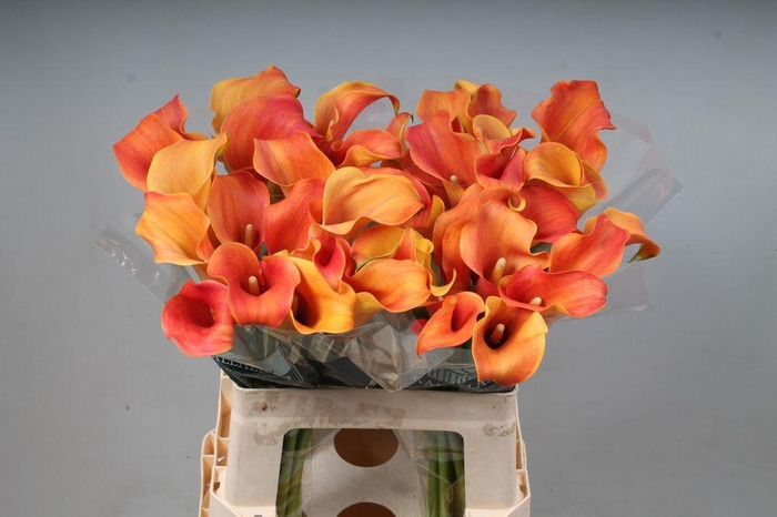<h4>Zantedeschia callista</h4>