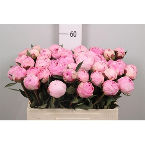 Paeo L Sara Bernhard