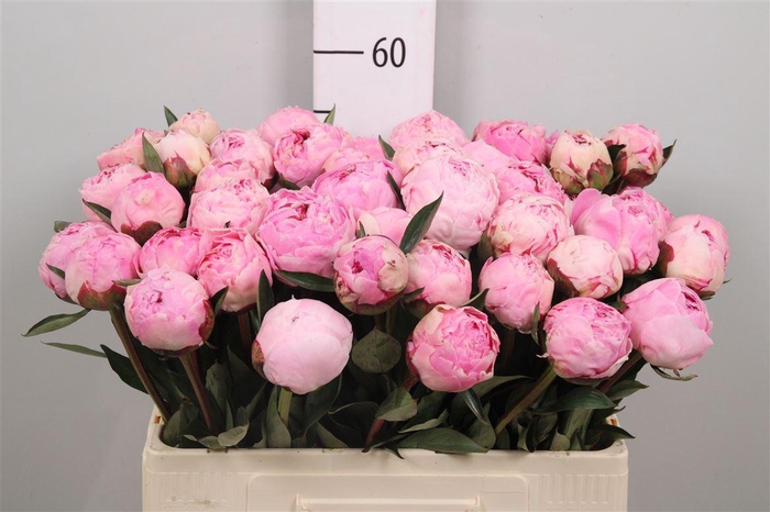 <h4>Paeo L Sara Bernhard</h4>