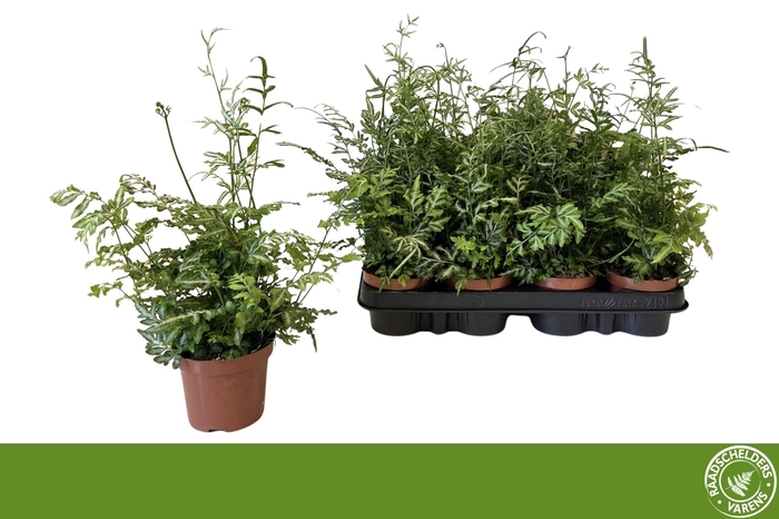 <h4>PTERIS EVERGEMIENIS</h4>