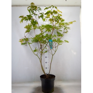 Acer japonicum 'Aconitifolium'