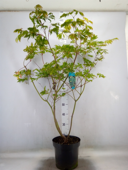 <h4>Acer japonicum 'Aconitifolium'</h4>