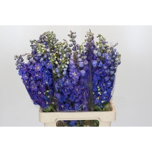 Delph Du Elatum Guardian Blue