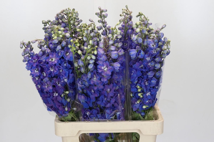 <h4>Delph Du Elatum Guardian Blue</h4>