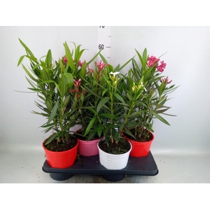 Nerium oleander   ...