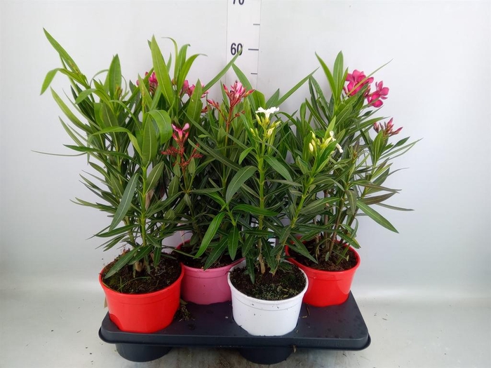 <h4>Nerium oleander   ...</h4>