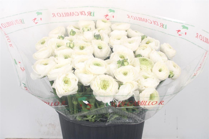 <h4>Ran... Su Siberia Super X50</h4>