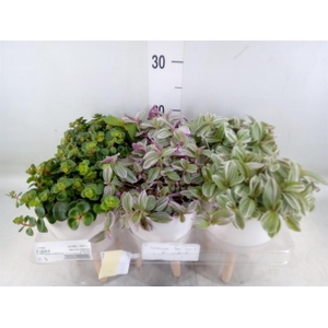 Arr.   Kamerplant Groen L%