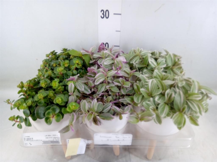 <h4>Arr. Kamerplant Groen L%</h4>