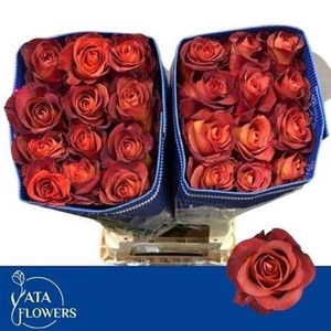 R Gr Coffee Break Ec