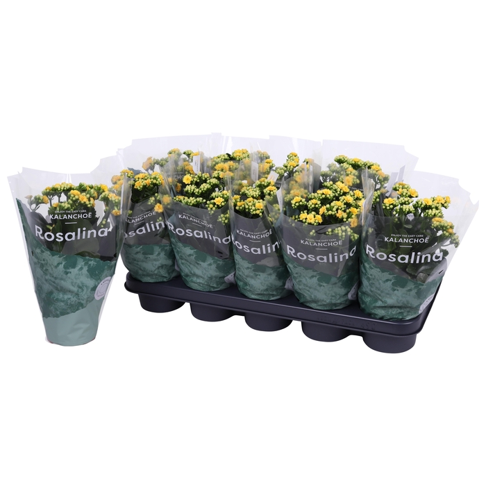 <h4>Kalan Gev Geel</h4>