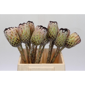 Protea Niobe