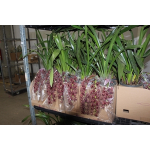 CYMBIDIUM P18 CHOCOLATE MIN 2 HT PENDENTE