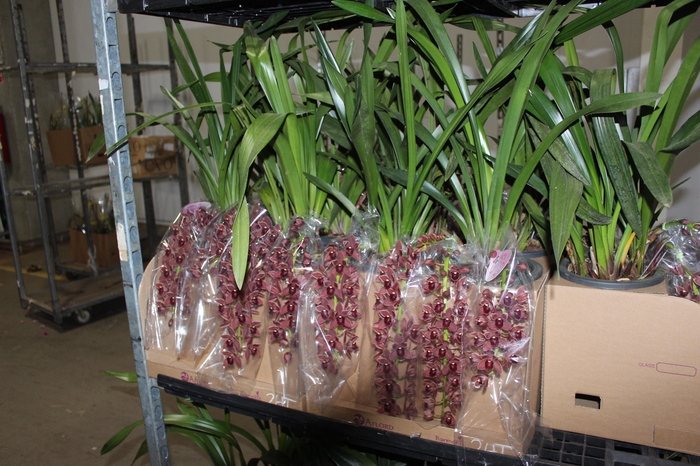 <h4>CYMBIDIUM P18 CHOCOLATE MIN 2 HT PENDENTE</h4>