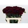 Dahlia Black Fox