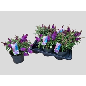 BUDD BFC LITT PURPLE