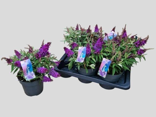 <h4>BUDD BFC LITT PURPLE</h4>