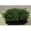 Mentha piperita
