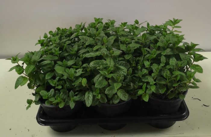 Mentha piperita