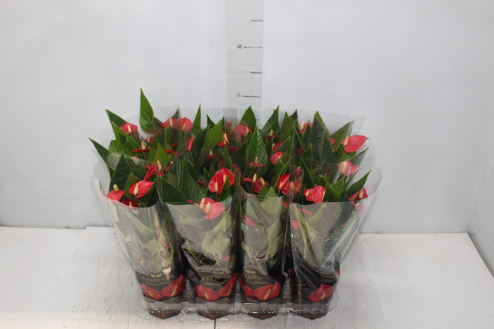 <h4>ANTHURIUM MINI MILLION FLOWERS P09</h4>