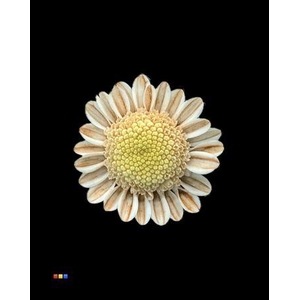 Chr T Stallion Dusty Latte