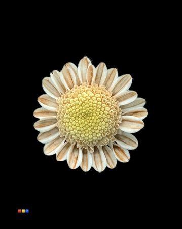 <h4>Chr T Stallion Dusty Latte</h4>