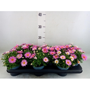 Argyranthemum  'Cymbals Light Pink'