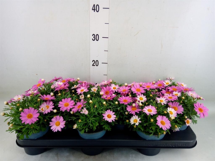 <h4>Argyranthemum  'Cymbals Light Pink'</h4>