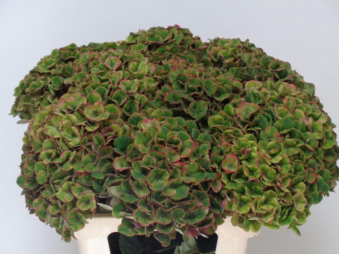 <h4>Hydrangea mag charlotte (classic)</h4>