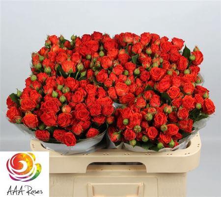 <h4>R Tr Earth & Fire</h4>