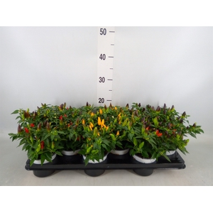 Capsicum annuum 'Joker'