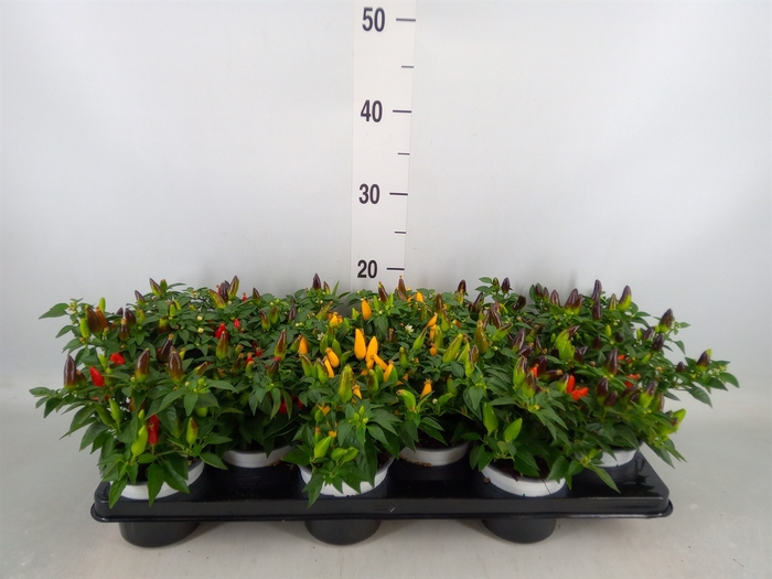 <h4>Capsicum annuum 'Joker'</h4>