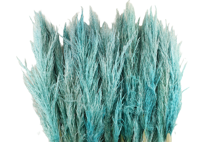 Cortaderia Petrol Super