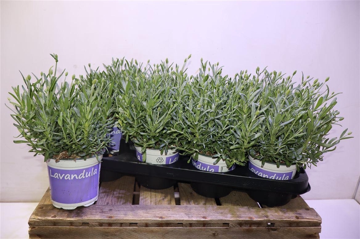 <h4>Lavan An Hidcote</h4>