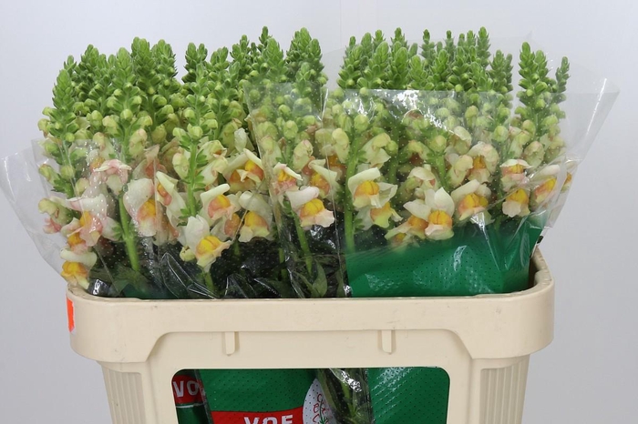 <h4>Antirrhinum Avignon Apricot</h4>