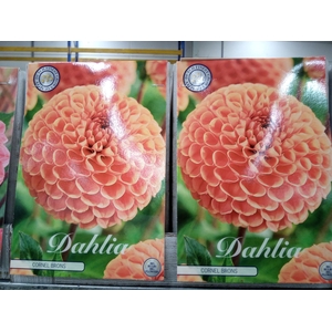 Dahlia   ...flowerbulbs