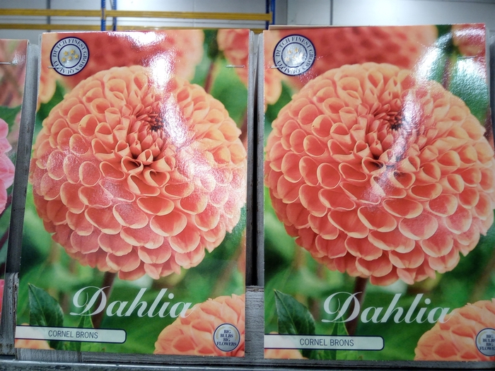 <h4>Dahlia   ...flowerbulbs</h4>