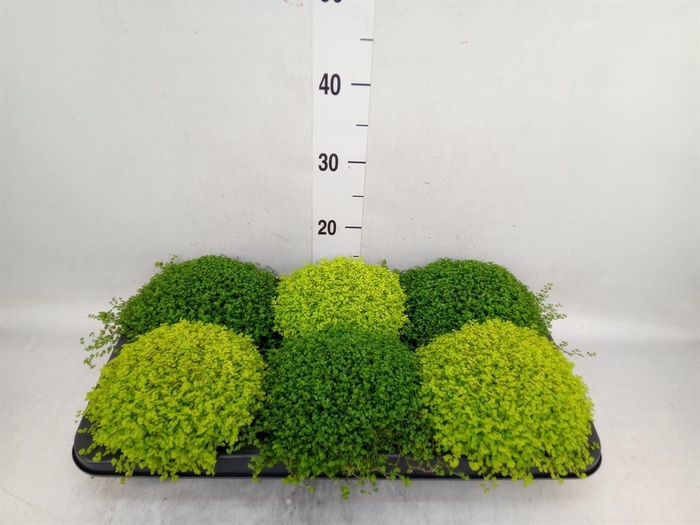 <h4>Soleirolia soleirolii   ...mix 2</h4>