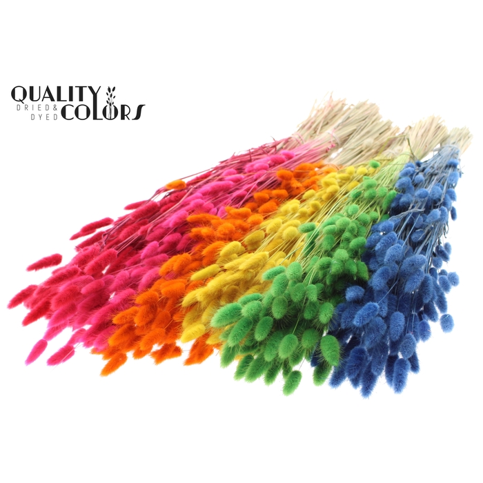 <h4>Lagurus Premium per bunch Mixed Colours</h4>