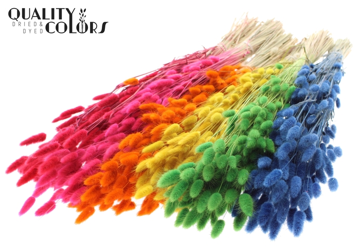 Lagurus Premium per bunch Mixed Colours