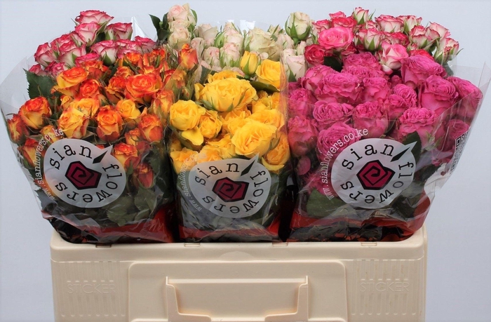 <h4>R TR GEM IN FUST</h4>